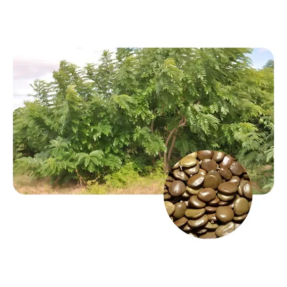Gliricídia 100 Sementes + 500g De Mucuna Preta Foto 1