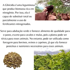 Gliricídia Sépium - 83g = 500 Sementes Aproximado Foto mini 2