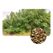 Gliricidia Sepium Forrageira Leguminosa de jardinería 1 100 g Unidad 1 Foto mini 1