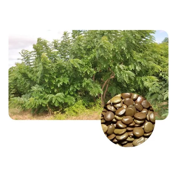 Gliricidia Sepium Forrageira Leguminosa de jardinería 1 100 g Unidad 1 Foto 1