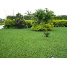 Grama Batatais - 1kg - Paisagismo E Campos De Futebol Foto mini 4