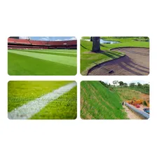 Grama Batatais - 1kg - Paisagismo E Campos De Futebol Foto  mini 1