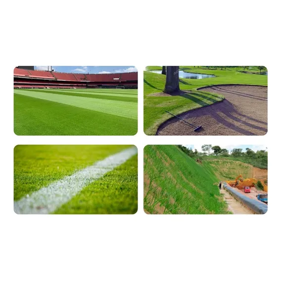 Grama Batatais - 1kg - Paisagismo E Campos De Futebol Foto 1