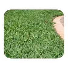 Grama Batatais - 1kg - Paisagismo E Campos De Futebol Foto mini  3