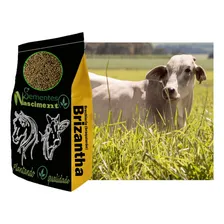 GramÃneas Pastagem 20kg Brachiaria Brizantha Foto mini 1