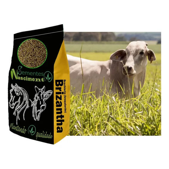 GramÃneas Pastagem 20kg Brachiaria Brizantha Foto 1