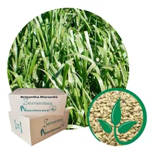 GramÃneas Pastagem 20kg Brachiaria Brizantha Foto mini 2