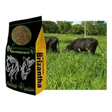 GramÃneas Pastagem 20kg Brachiaria Brizantha Foto mini 3
