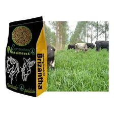 GramÃneas Pastagem 20kg Brachiaria Brizantha Foto mini 4