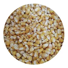Grao Milho Para Galinha 5kg - Granel Foto  mini 1