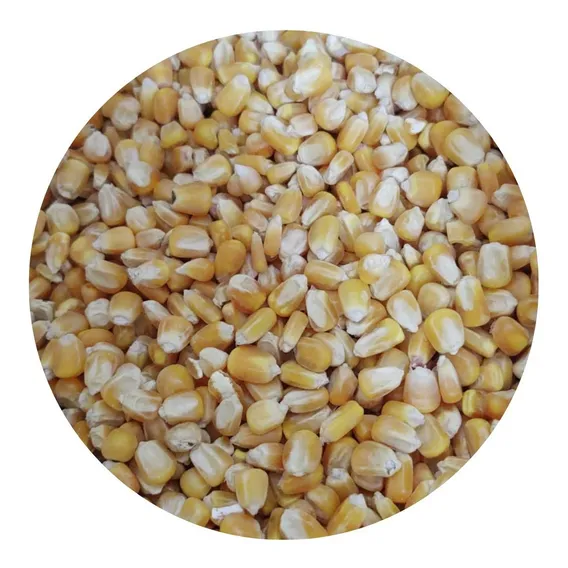 Grao Milho Para Galinha 5kg - Granel Foto 1
