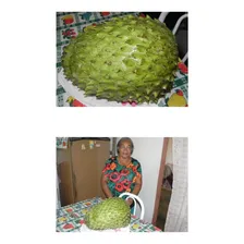 Graviola Gigante Morata Morada Annona Sementes Para Mudas Foto mini 2