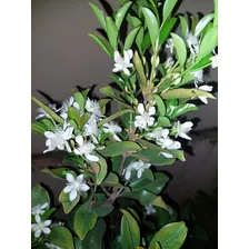 Grumixama Produzindo - Frutífera Exótica Preta Foto mini 3
