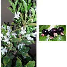 Grumixama Produzindo - Frutífera Exótica Preta Foto mini 4