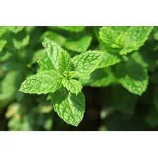 Hortelã / Menta Piperita - 30mg De Sementes Foto  mini 1