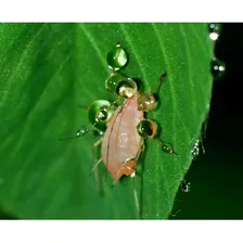 Inseticida Forth Defende Óleo Neem Concentrado 30ml Plantas Foto mini 3
