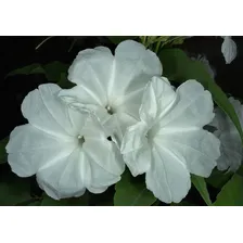 Ipomoea Arbustiva Mix (não É Trepadeira!) - Ipomoea Carnea Foto mini 3