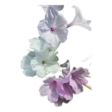 Ipomoea Arbustiva Mix (não É Trepadeira!) - Ipomoea Carnea Foto mini 1