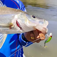 Isca Artificial Para Robalo Nelson Nakamura Borá 75 7,5cm 7g Foto mini  2
