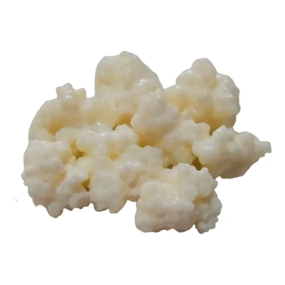 Kefir De Leite + Manual De Instrução Foto 1