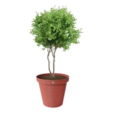 Kit 10 Vasos Rattan Terracota Planta Flores Jardim 36l Foto mini 3