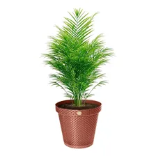 Kit 10 Vasos Rattan Terracota Planta Flores Jardim 36l Foto mini 4
