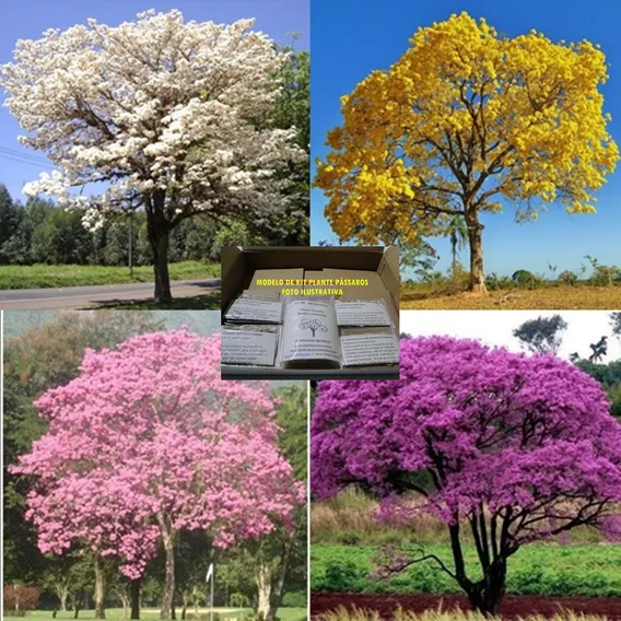 Kit 100 Sementes IpĂȘ Amarelo, Branco, Rosa E Roxo P/ Mudas Foto 1
