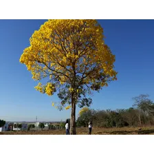 Kit 100 Sementes IpĂȘ Amarelo, Branco, Rosa E Roxo P/ Mudas Foto mini 2