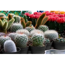 Kit 100 Vasinhos 06 Cactos E Suculentas Preto Foto mini 2