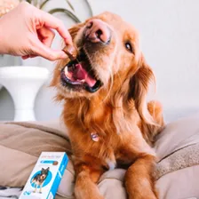Kit 2 Antipulgas E Carrapatos Bravecto Para Cães 20 A 40 Kg Foto mini 4