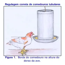 Kit 3 Unidades Comedouro Frango Aves Galinhas 20kg Foto mini 4