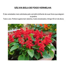 Kit 4 Sementes Flores Jardim Jardinagem Foto mini  2