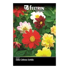 Kit 4 Sementes Flores Jardim Jardinagem Foto mini 4