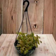 Kit 40 Vasos Cuia 21+40 Alça Haste P/ Pendurar Vasos Plantas Foto mini 4
