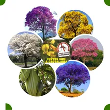 Kit 5 Espécies De Ipês Mais Jacarandá Mimoso (120 Sementes) Foto mini 1