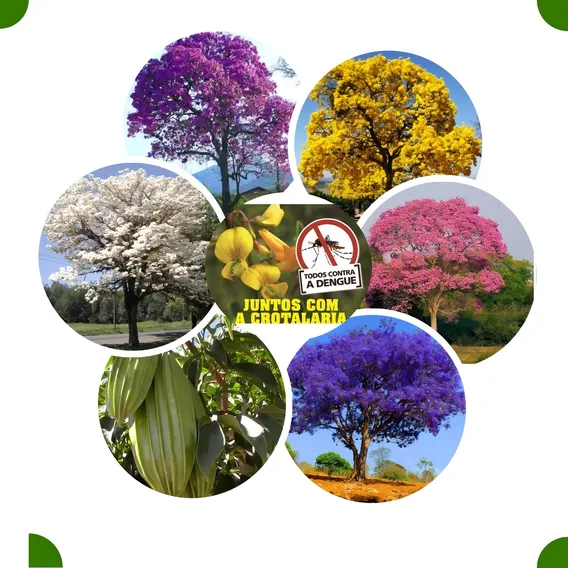 Kit 5 Espécies De Ipês Mais Jacarandá Mimoso (120 Sementes) Foto 1
