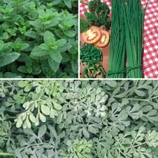 Kit 5 Sementes Minha Horta Temperos Ervas Aromáticas Jardim Foto mini 4