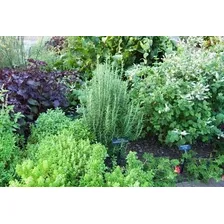 Kit 5 Sementes Minha Horta Temperos Ervas Aromáticas Jardim Foto mini  3