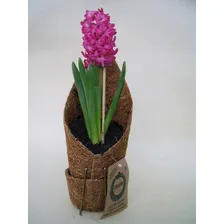 Kit 5 Vasos Fibra De Coco Para Pendurar Orquídeas Em Árvore Foto mini 3