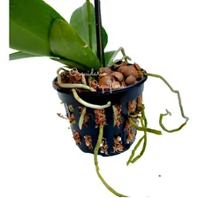 Kit 50 Vasos Vazado Para Plantar Plantas E Orquídeas Vs 15 Foto mini  2