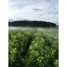 Kit Aspersor Ajustável Cobre 1/2 Jardim Agricultura 25 Peças Foto mini 3