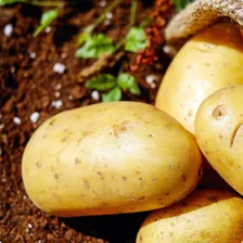 Kit Batata Branca Inglesa 3kg E Cebola Roxa 1kg Saco Foto mini 4