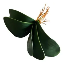 Kit C/ 10 Folhas De Orquidea Grande C/ Raizes Artificial Foto  mini 1