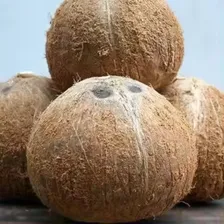 Kit Coco Seco Inteiro Com 3 Un Fruta C/ Casca Cocada Foto mini 4