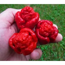 Kit Com 4 Pimenta Trinidad Scorpion No Azeite 100ml Legítima Foto mini  3