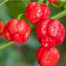 Kit Com 4 Pimenta Trinidad Scorpion No Azeite 100ml Legítima Foto mini 4