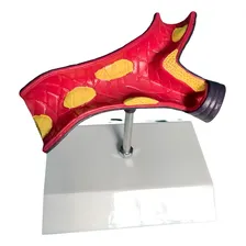 Kit Com Coração E Artéria Para Estudo E Demonstração Foto mini 2
