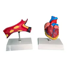 Kit Com Coração E Artéria Para Estudo E Demonstração Foto mini 1
