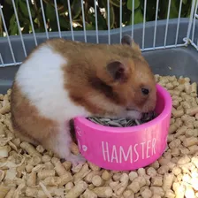 Kit Hamster - Bebedouro 30 + Comedouro 70 (rosa) Foto mini 4