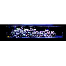 Kit Luminária 82cm Barra Tubo Led Iluminação Aquário Peixes Foto mini  3